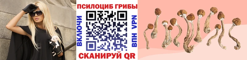 Купить  Кудымкар  Псилоцибиновые грибы MAGIC MUSHROOMS 